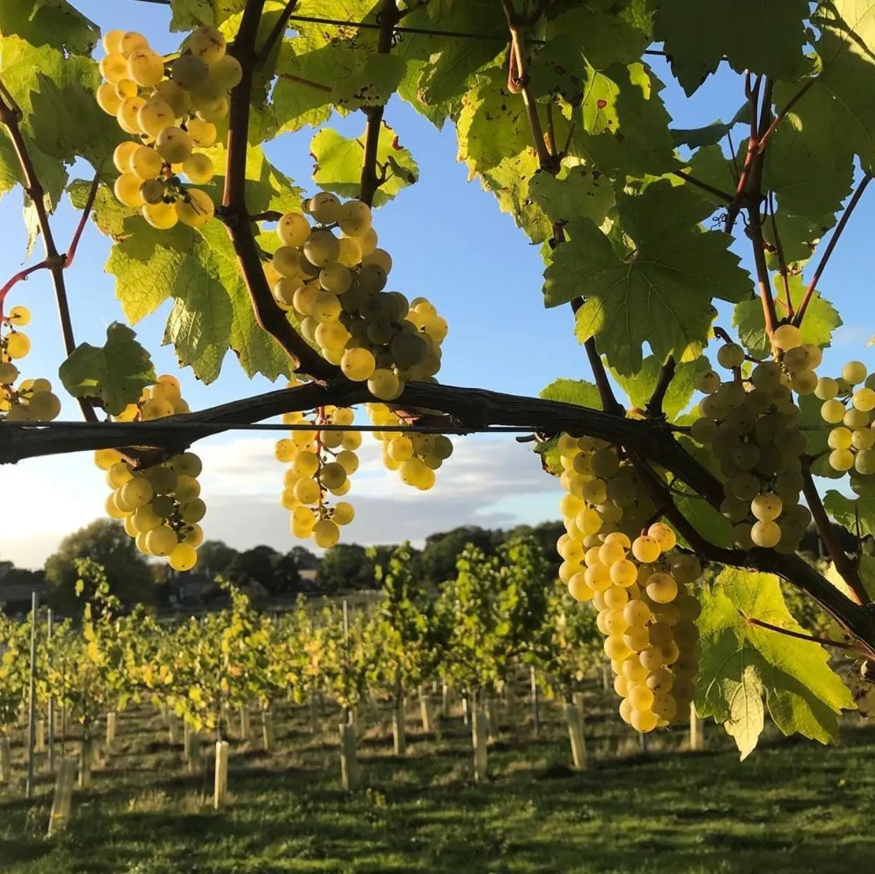 Yarra Valley Grape Grazing Festival