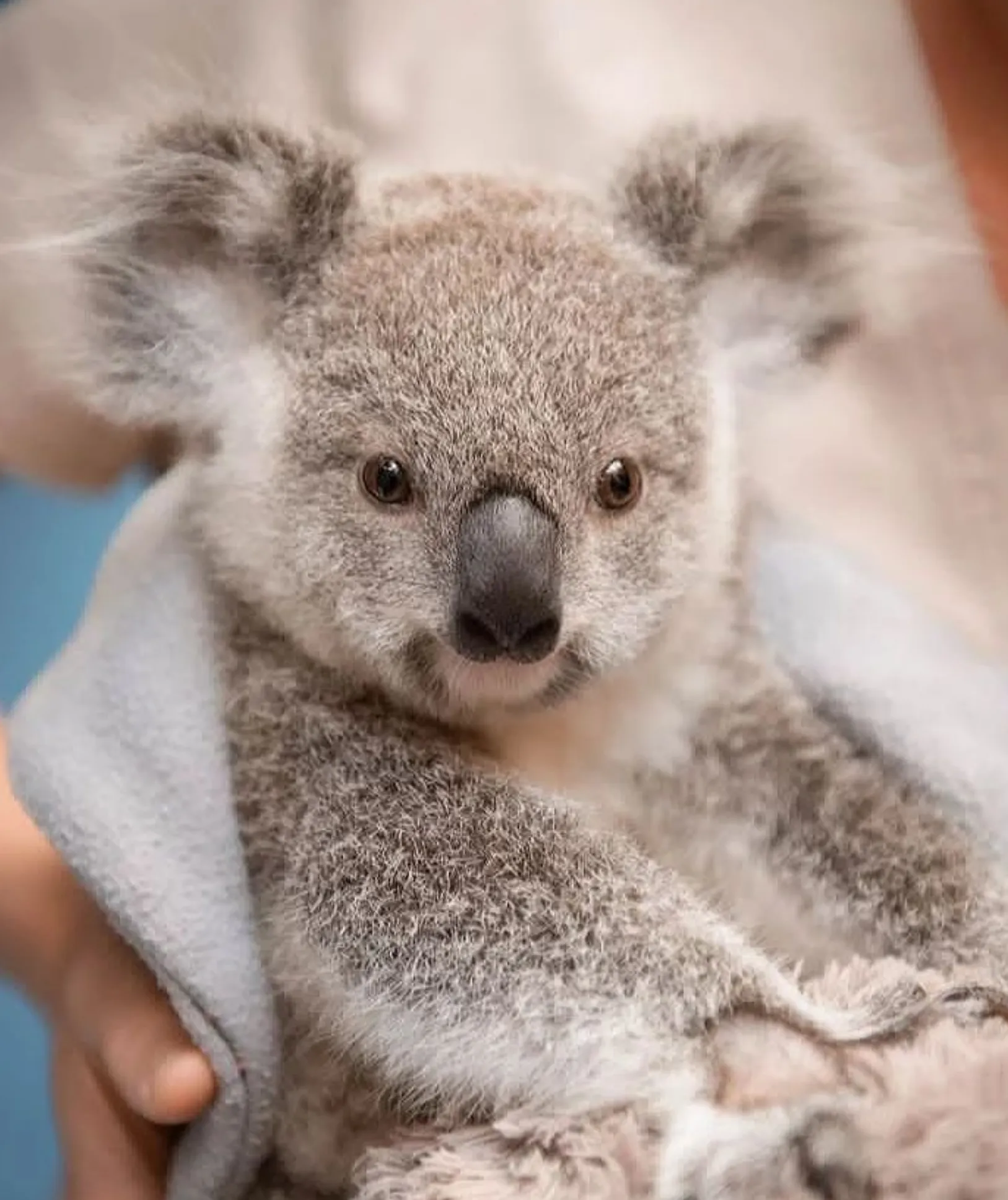 Koala Conservation