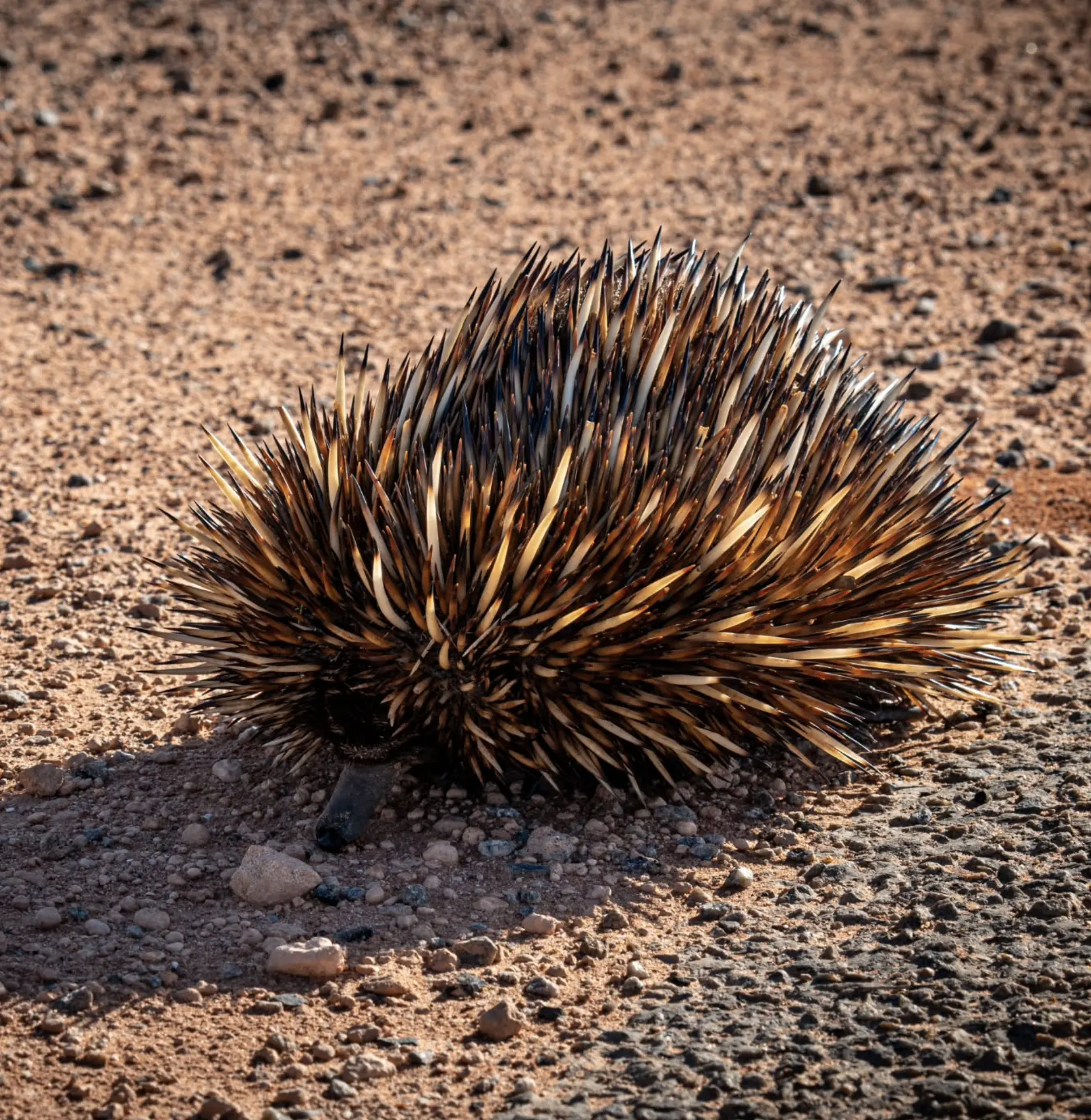 Shark Bay Wildlife