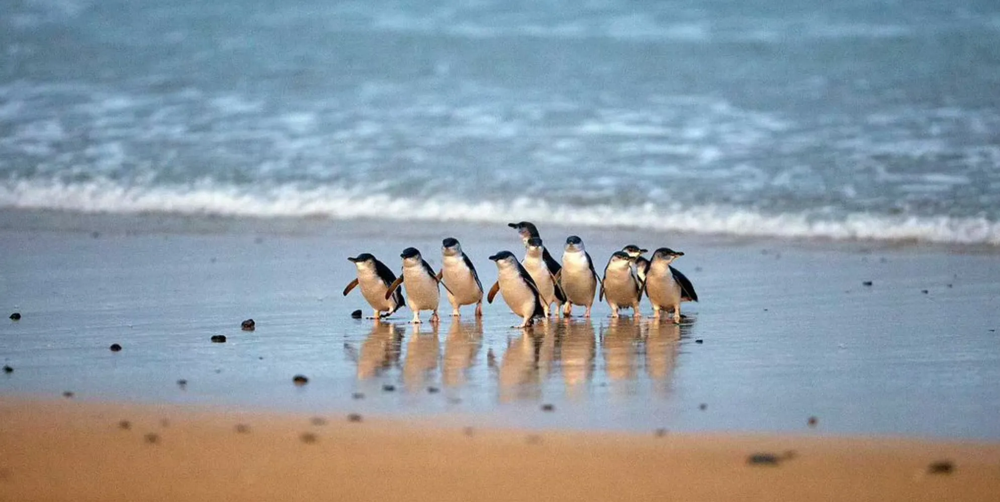 Top Tips for Visiting Penguin Parade